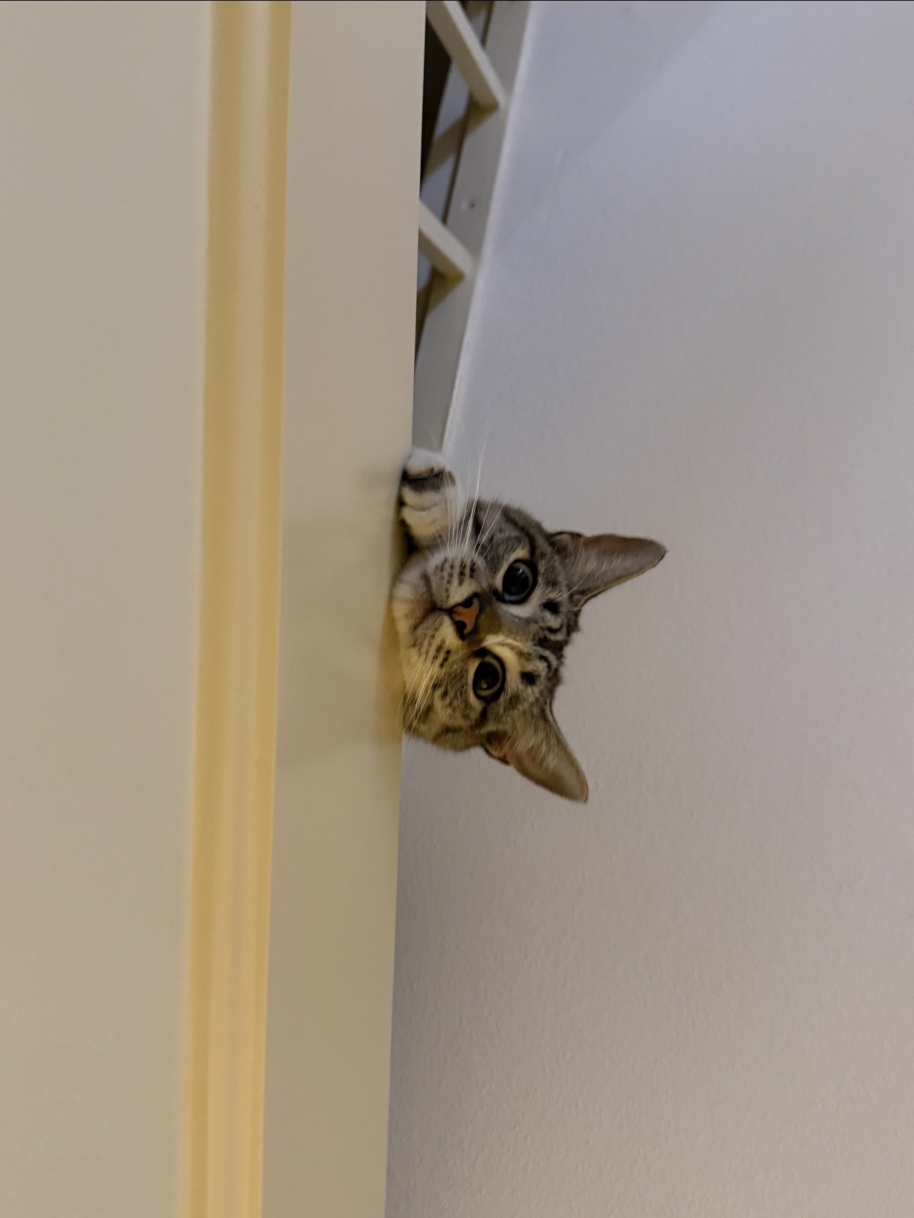 Sushi doing Sushi things.