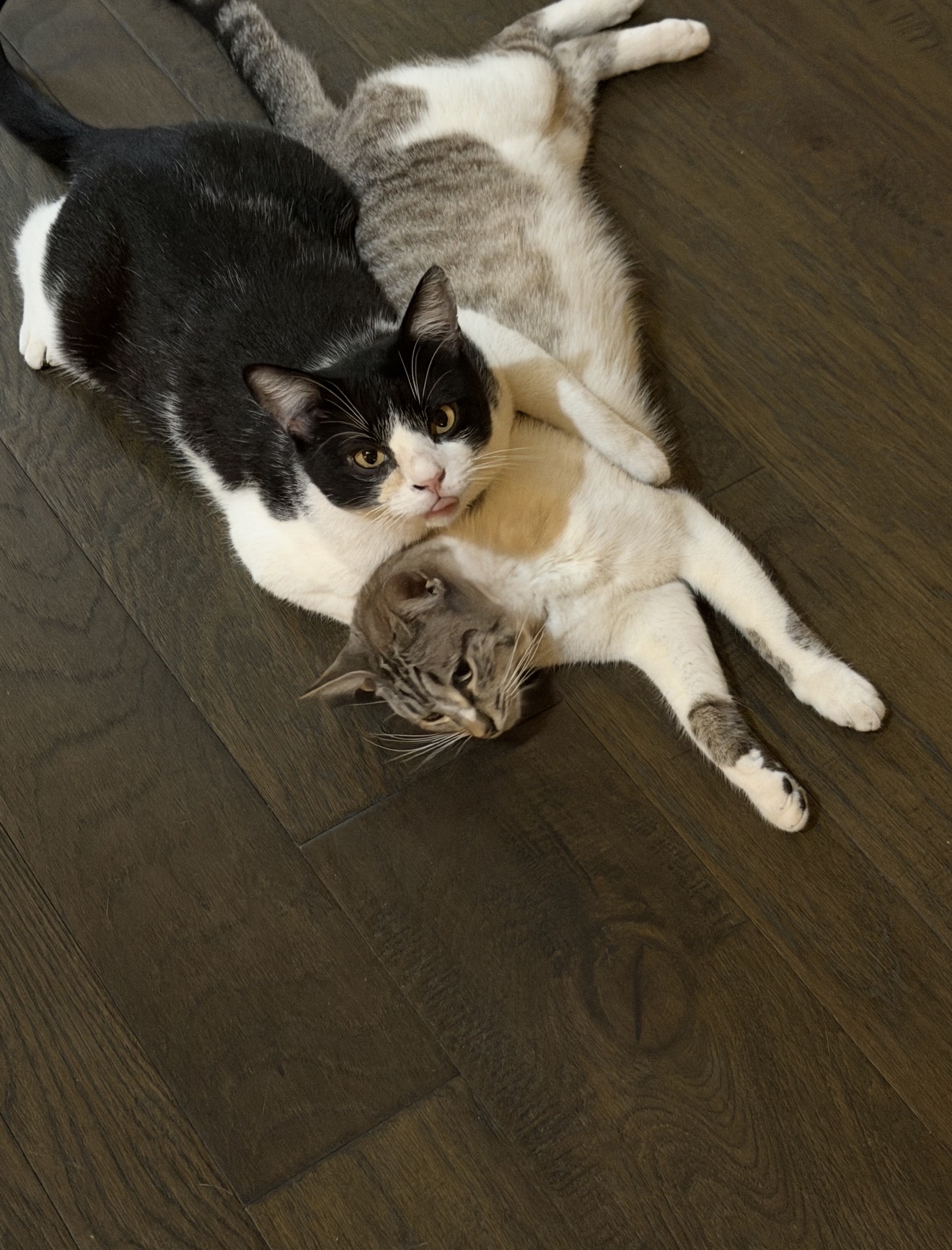 Sushi, Kevin, and Sally together