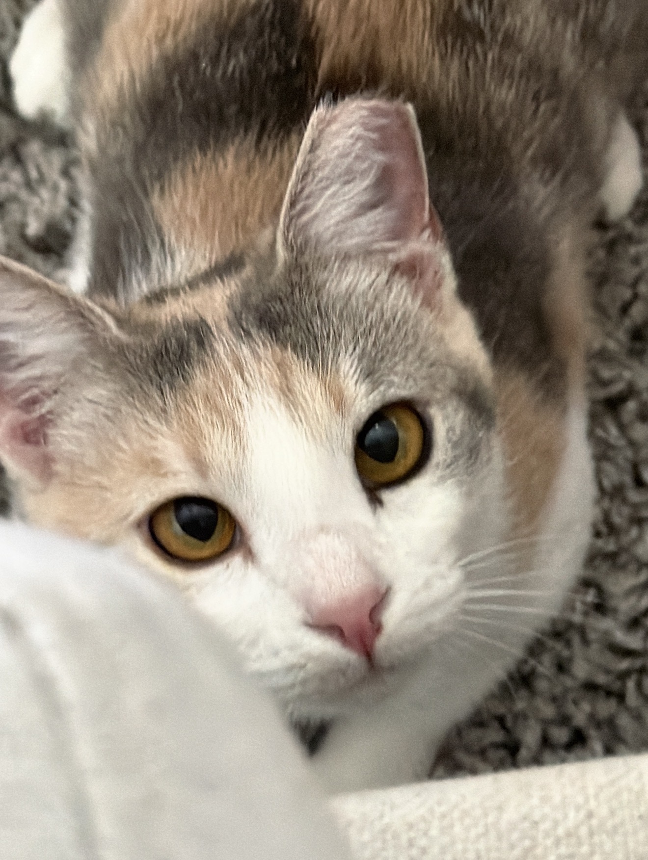 Sally, up close.