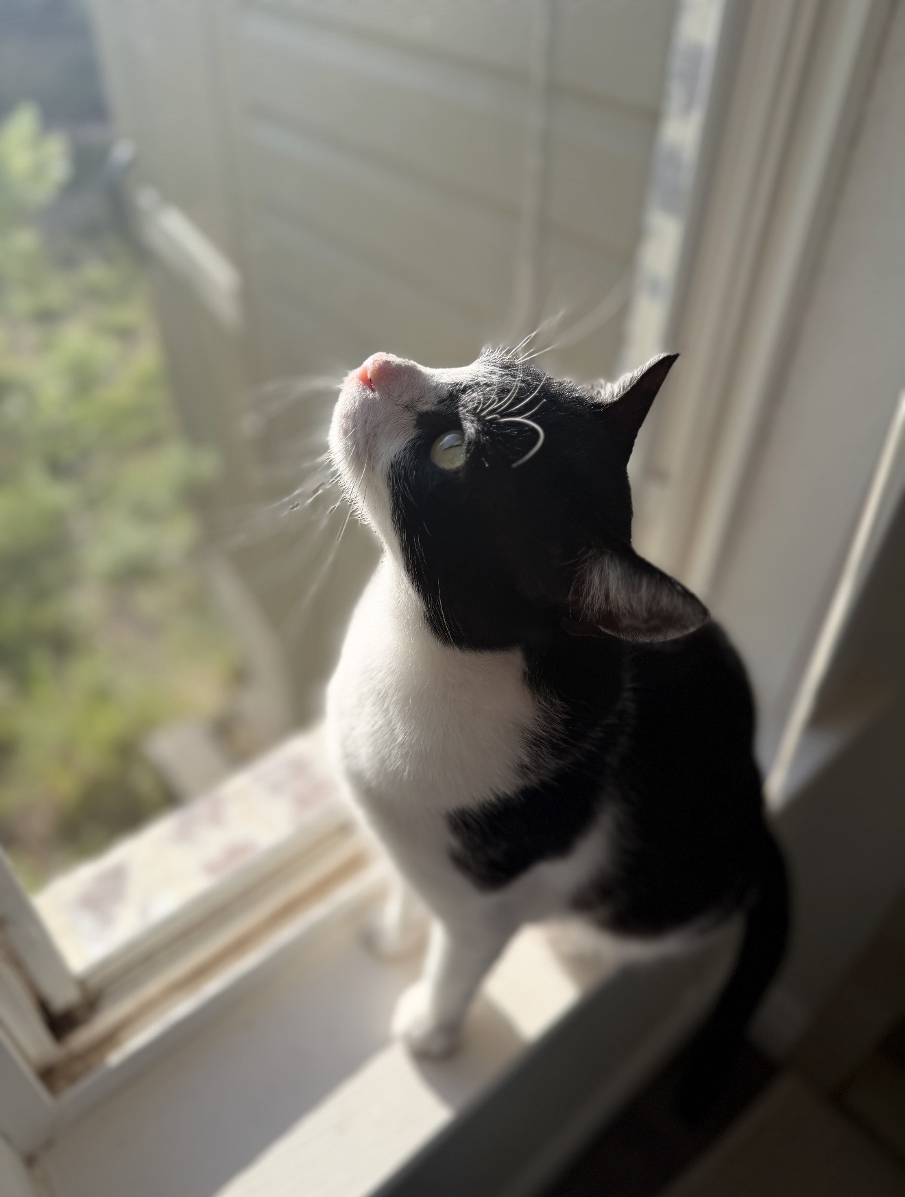 Kevin