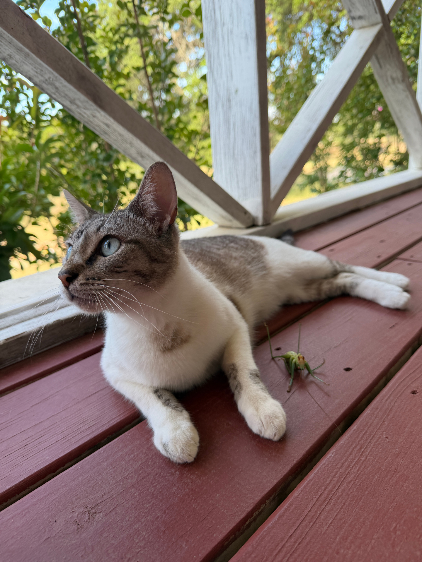 Sushi, watching the world (and one very brave grasshopper).