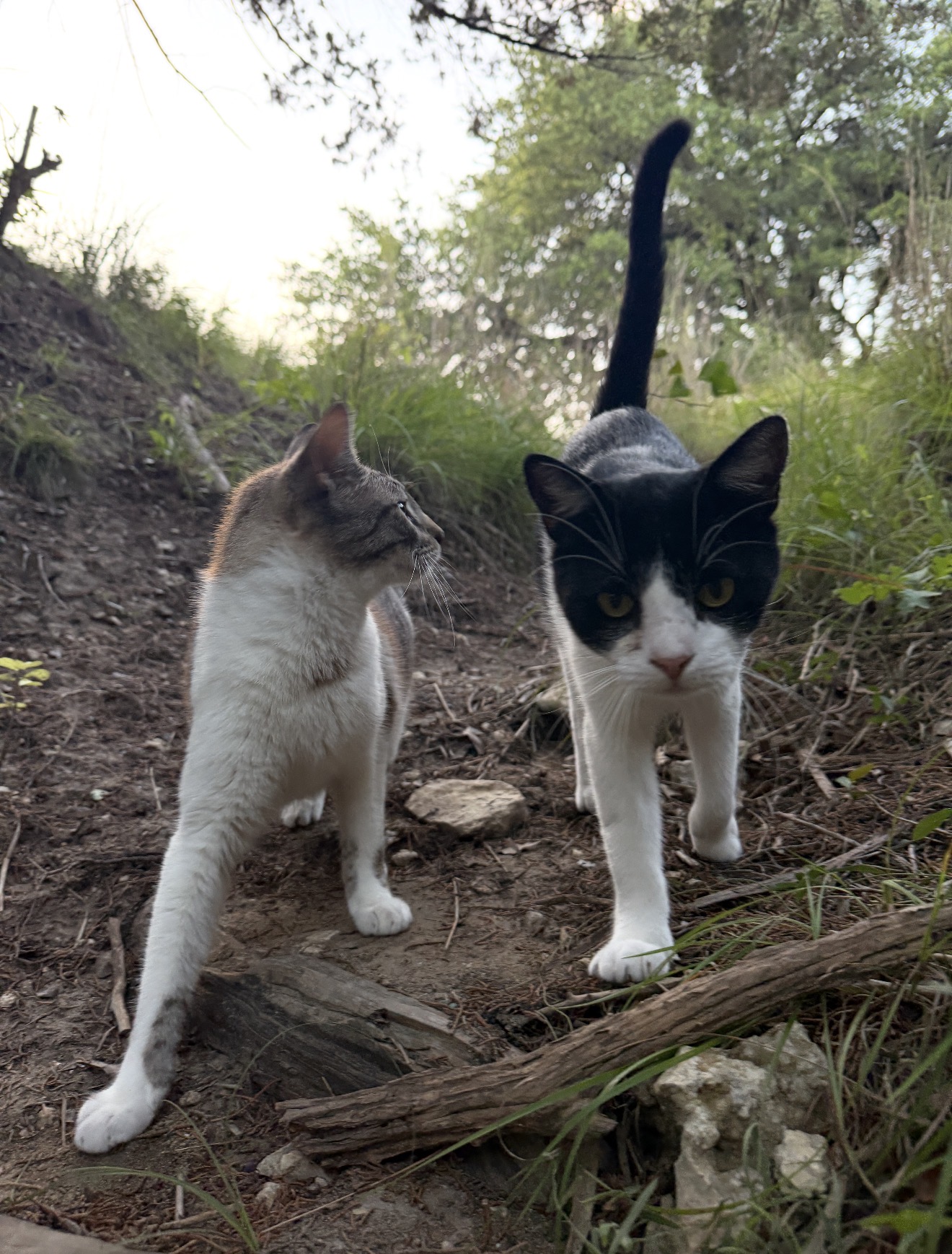 Sushi and Kevin on patrol.